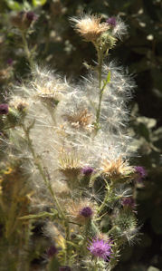 2009-08-24_9 Italian Thistle with Seed TN.jpg - 32058 Bytes